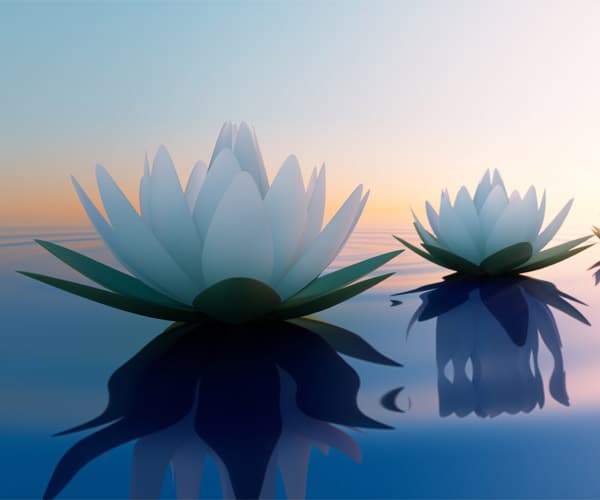 En Saray Bonet te ayudamos